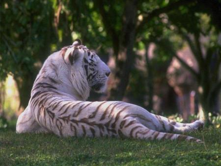 Tigre Blanc